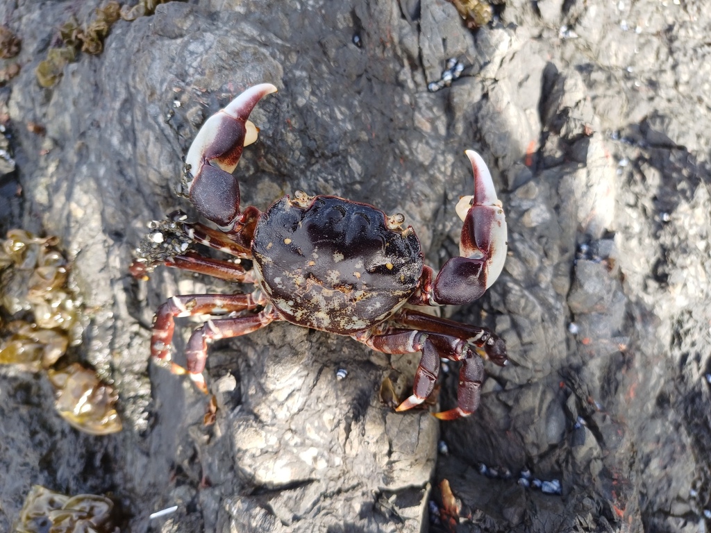 Common Rock Crab