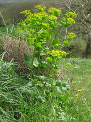Smyrnium perfoliatum rotundifolium