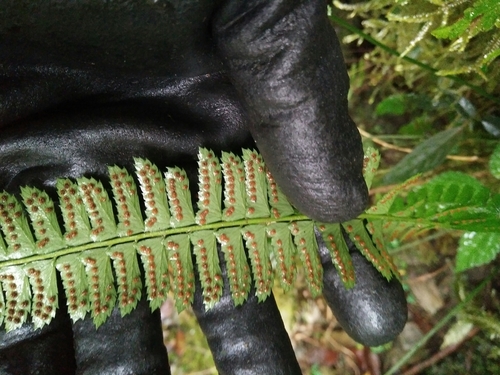 Polystichum hancockii, photograph 6
