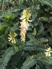 Astragalus nuttallii