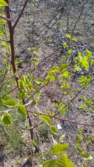 Betula pendula
