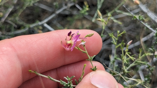 Image of Krameria ramosissima by (c) Joseph Aubert, some rights reserved (CC BY)