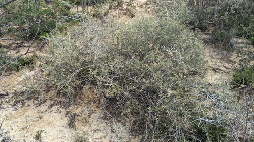 Image of Krameria ramosissima by (c) Joseph Aubert, some rights reserved (CC BY)