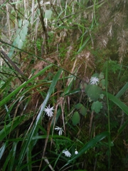 Thalictrum urbainii
