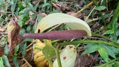 Anthurium formosum image