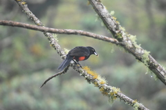 Hypopyrrhus pyrohypogaster