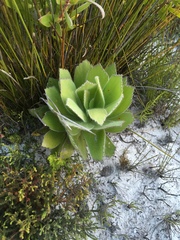 Leucospermum conocarpodendron