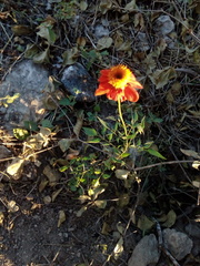 Adenophyllum aurantium