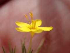 Leptosiphon acicularis