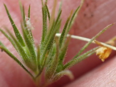 Leptosiphon acicularis