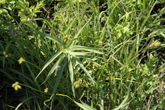 Carex bicknellii