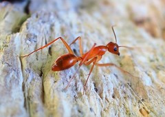 Camponotus importunus