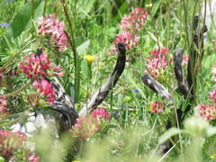 Anthyllis vulneraria rubriflora