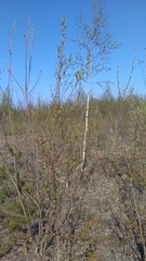 Betula pendula