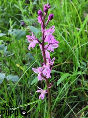 Orchis patens