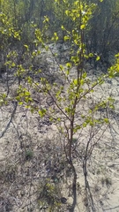 Betula pendula