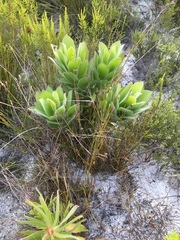 Leucospermum conocarpodendron