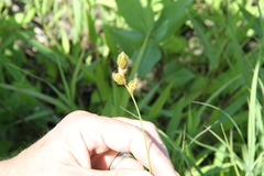 Carex bicknellii
