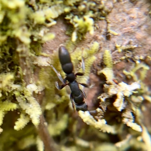 Common Silvery Hunter Ant