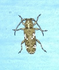 Apomecyna saltator