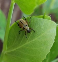 Macrodactylus subspinosus