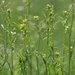 Hedge Mustard - Photo (c) Thorsten Usée, some rights reserved (CC BY-NC), uploaded by Thorsten Usée