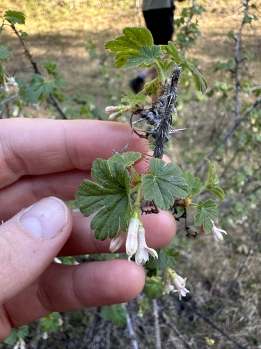 Ribes oxyacanthoides var. cognatum