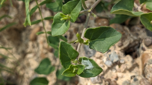Image of Acleisanthes obtusa by (c) Joseph Aubert, some rights reserved (CC BY)