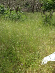 Leptosiphon acicularis