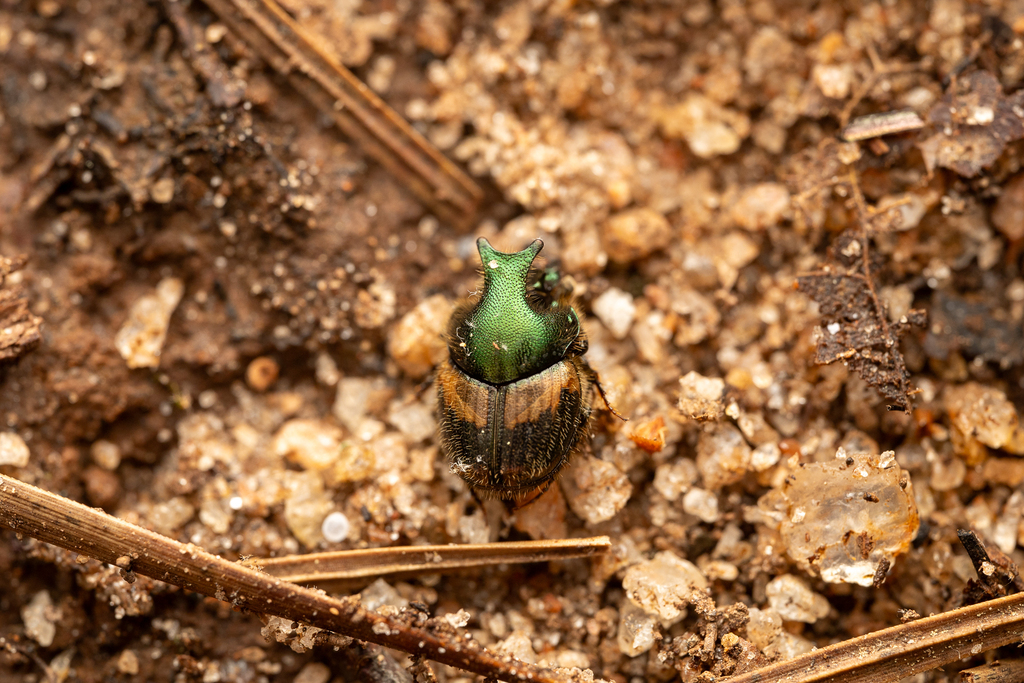 Onthophagus concinnus