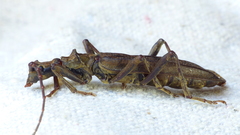 Blosyropus spinosus