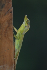 Anolis richardii