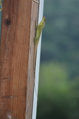 Anolis richardii