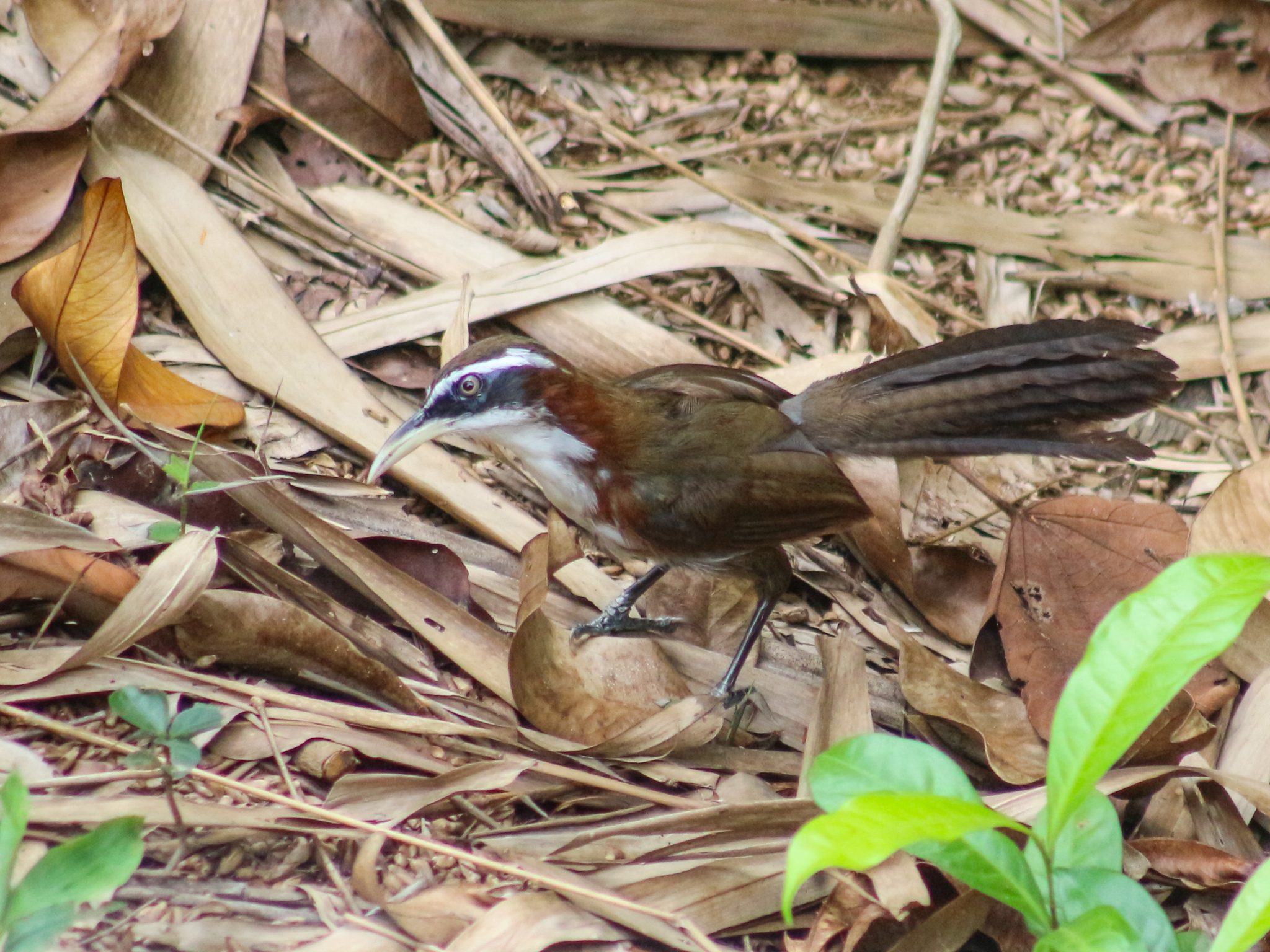 White-browed Scimitar Babbler