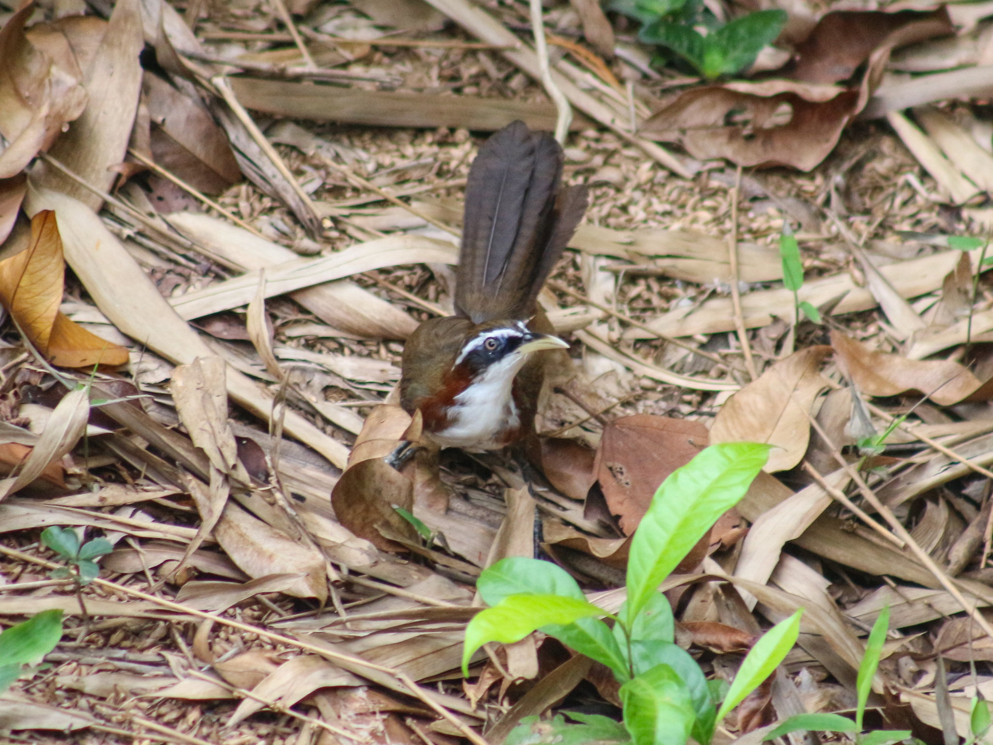 White-browed Scimitar Babbler