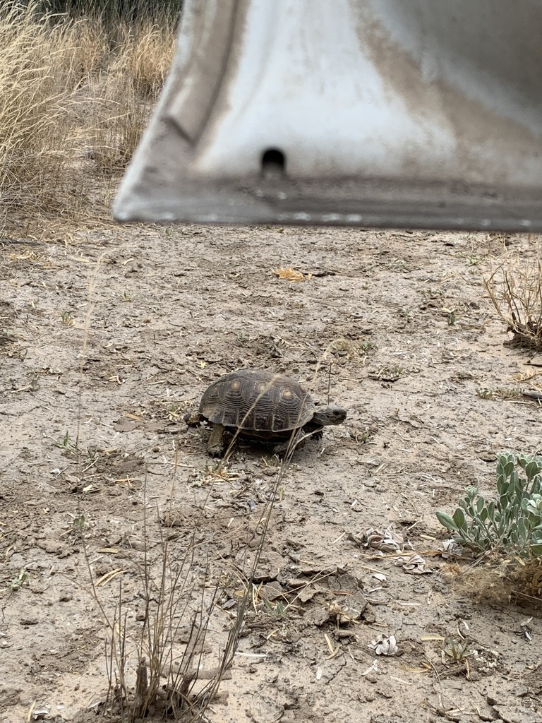Texas Native Tortoise Texas Tortoise in May 2024 by UTRGV Native Plant Lab · iNaturalist