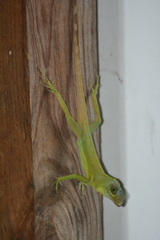 Anolis richardii