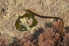 Nerophis lumbriciformis