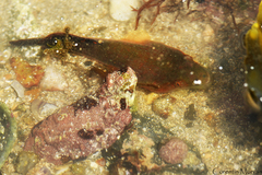 Lepadogaster candolii