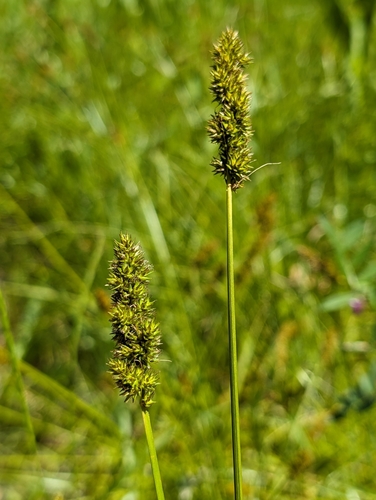 Image of Carex densa by (c) Ken-ichi Ueda, some rights reserved (CC BY)
