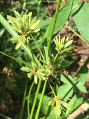 Cyperus ochraceus