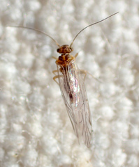 Lachesilla