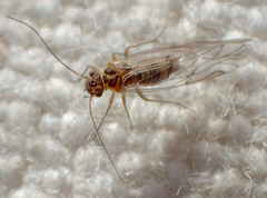 Lachesilla