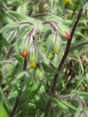 Onosma graeca