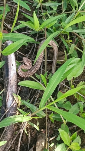 Gambote Mock Viper