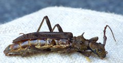 Blosyropus spinosus