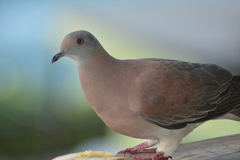 Pale-Vented Pigeon photo 5