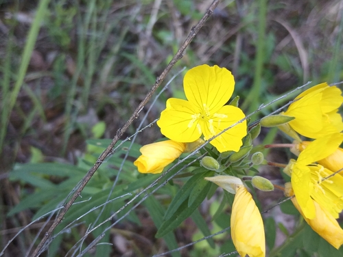 Fosters Mill Loop Trail