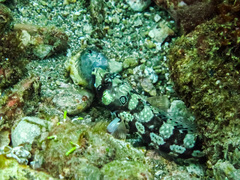 Parapercis tetracantha