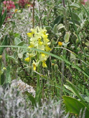 Orchis pauciflora